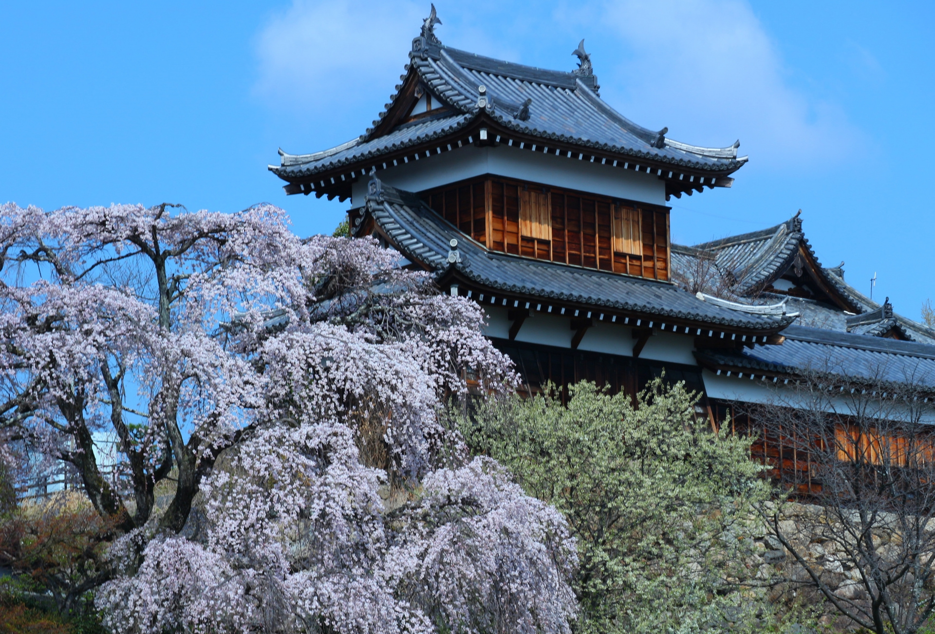 郡山城跡の桜