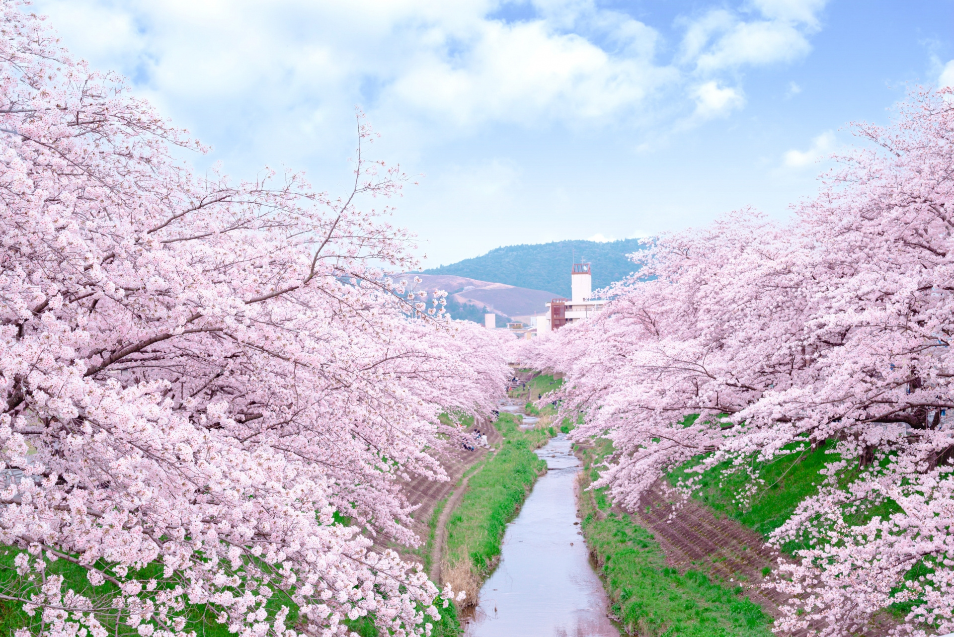 佐保川の桜並木