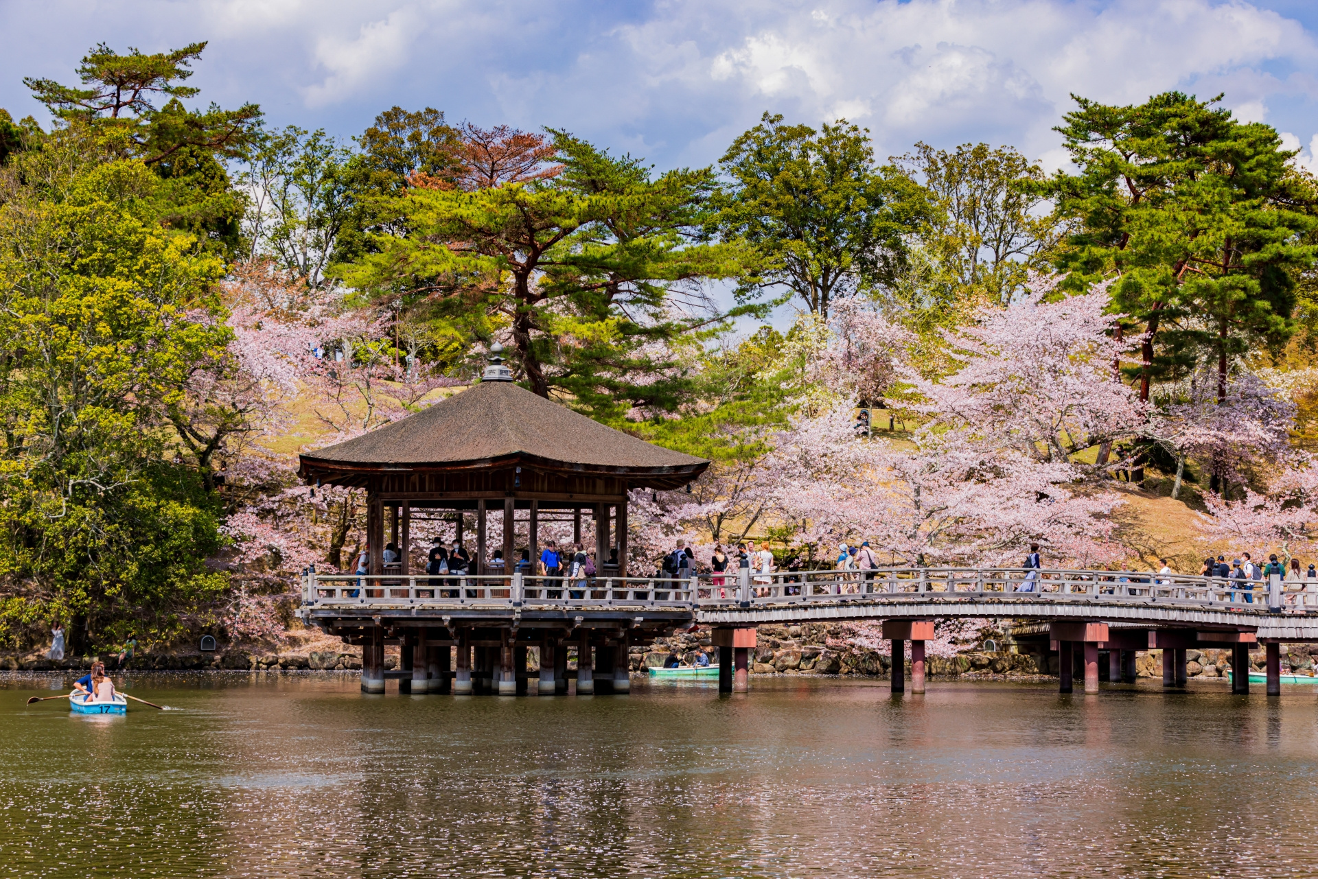 奈良公園の桜