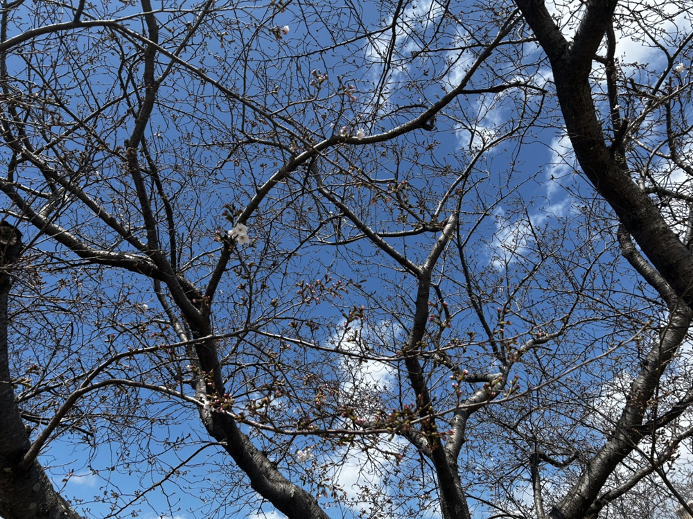 つぼみが大きくなってる・・・！の画像