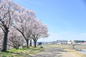 【狭山池公園の桜が開花✿】の画像