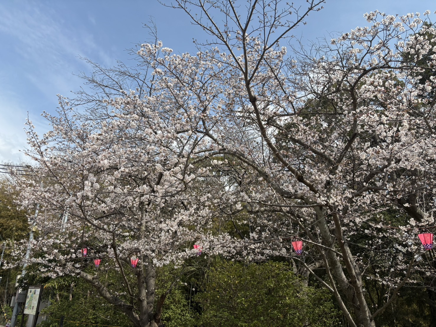 【2026年春】丹波市で桜が満開！見頃の春景色をお届けの画像