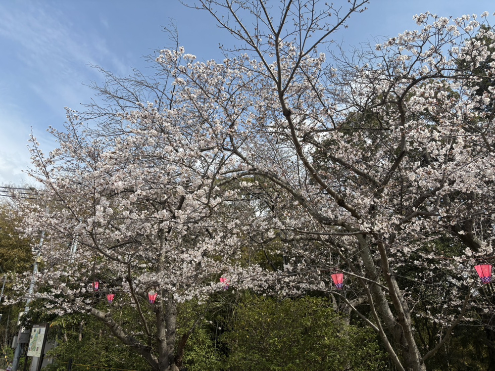 【2026年春】丹波市で桜が満開！見頃の春景色をお届けの画像