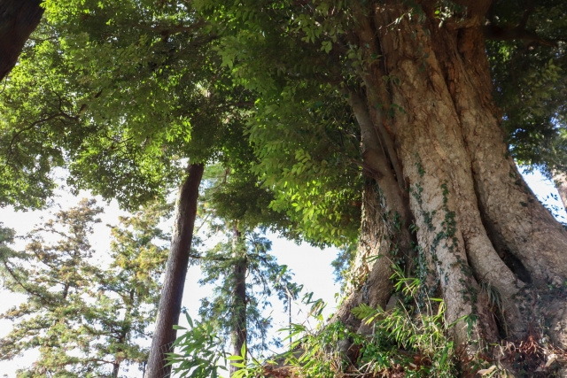 八王子みなみ野駅周辺にある「宇津貫毘沙門天のスダジイ」の概要！見どころもご紹介の画像