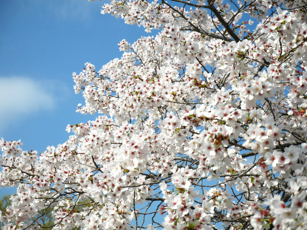 お花見♪の画像
