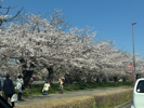 桜の季節がやってきました！の画像