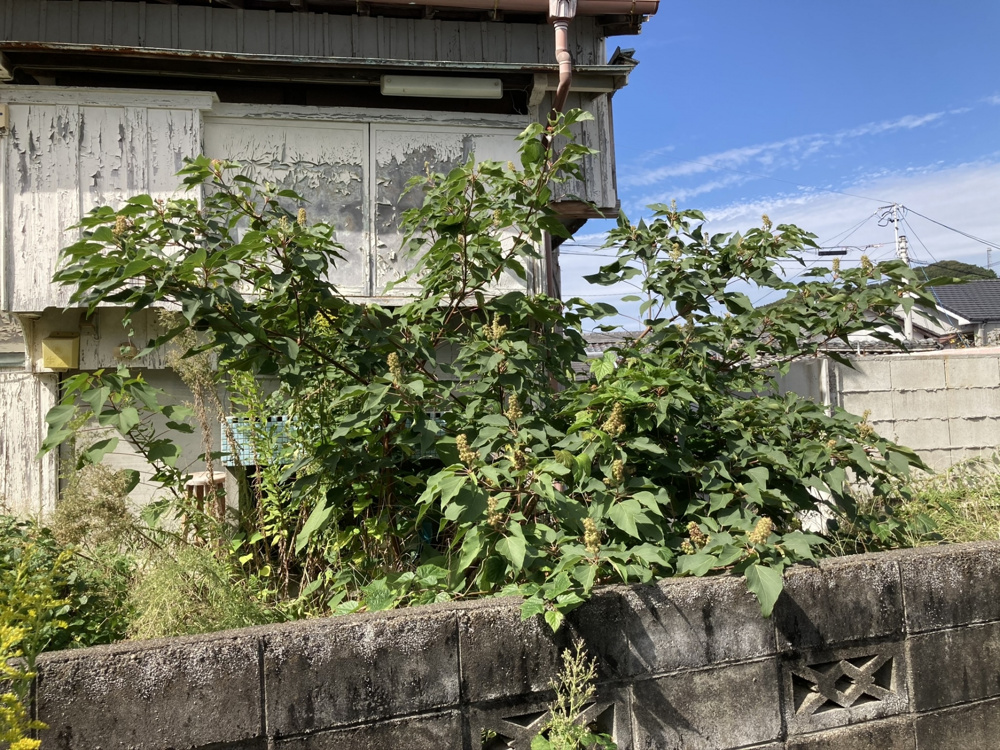 【2026年最新】隣家の枝や雑草が越境…勝手に切れる？改正民法233条の手順と注意点の画像