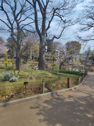桜、咲くの画像