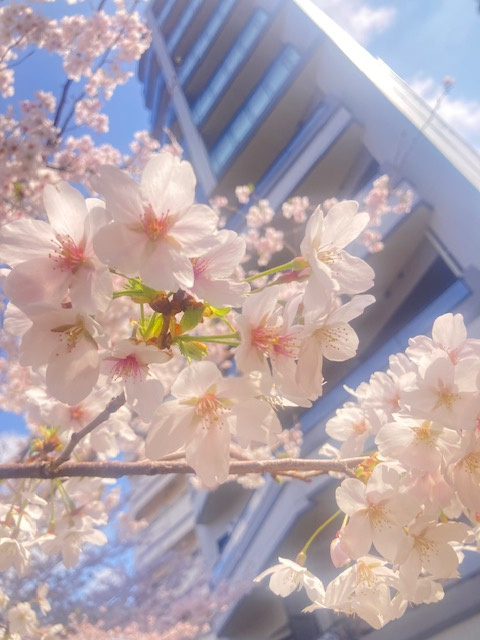 まだまだ見ごろ続く播磨坂の桜と現地販売会の画像