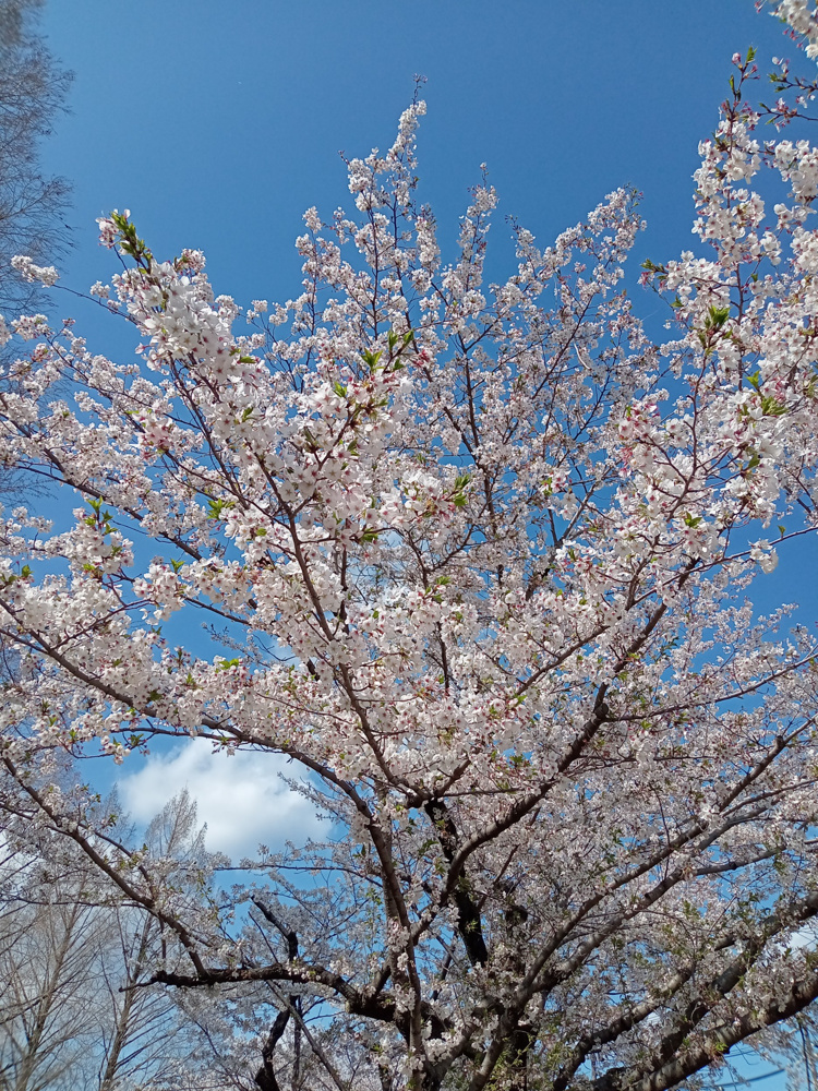 各務原市桜まつり2026｜市民公園でお花見＆スイーツを楽しむ休日おでかけブログの画像