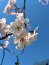 桜満開！の画像