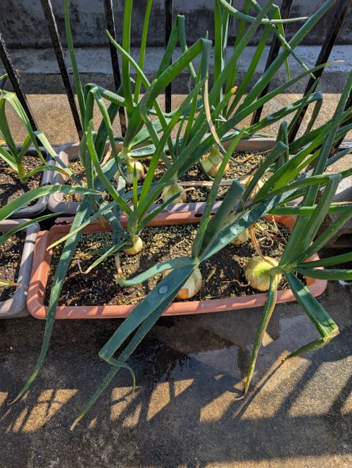 待ち遠しい収穫！！の画像