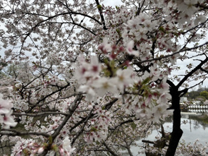 桜の画像