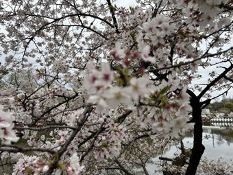 桜の画像