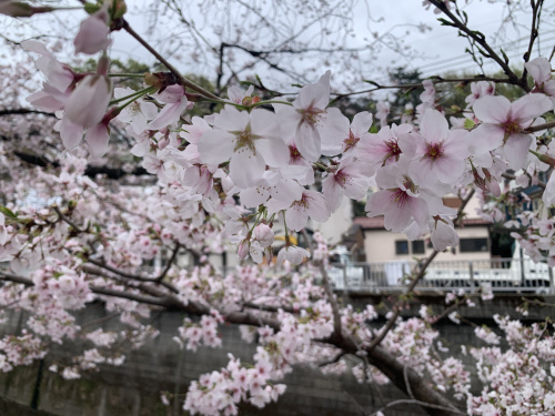 石神井川の桜と伐採の背景｜地域に寄せられた優しい言葉に感じたことの画像