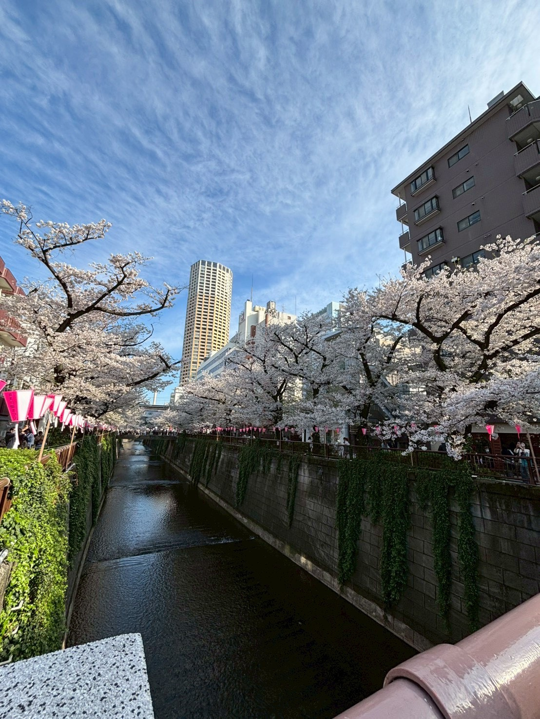 さーくーらーの画像