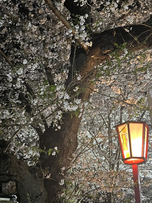 桜✿の画像