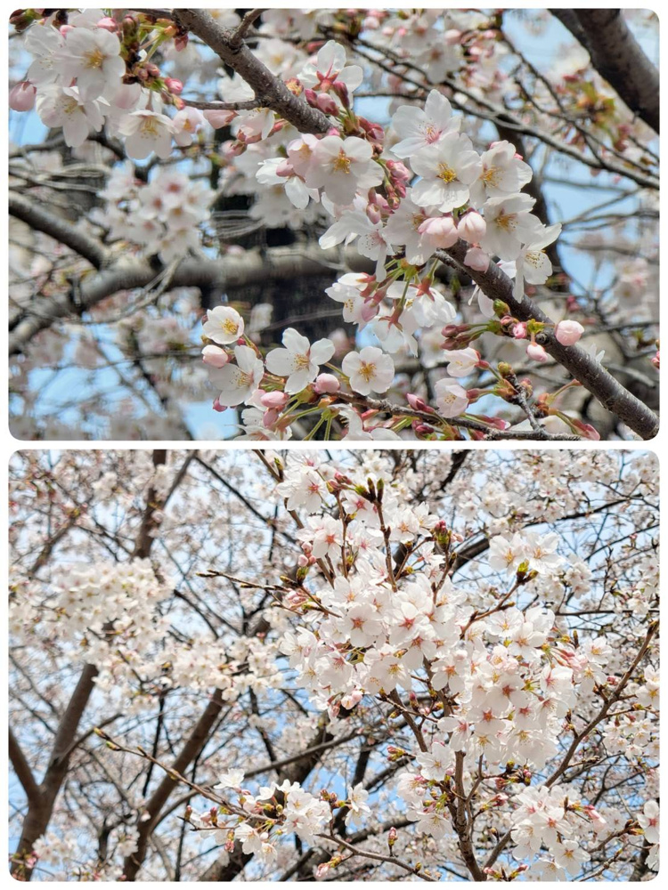 2026 満開の桜の画像