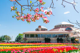 グリンパーク深谷春チューリップ見頃はいつ？  2026撮影スポットアクセスも紹介の画像