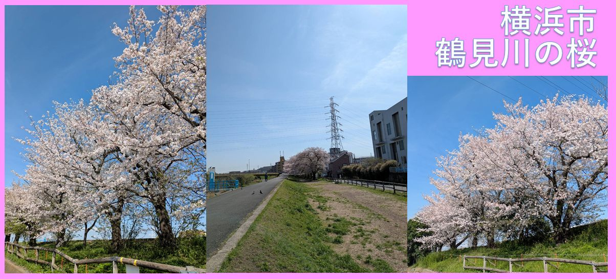 横浜市・鶴見川・桜