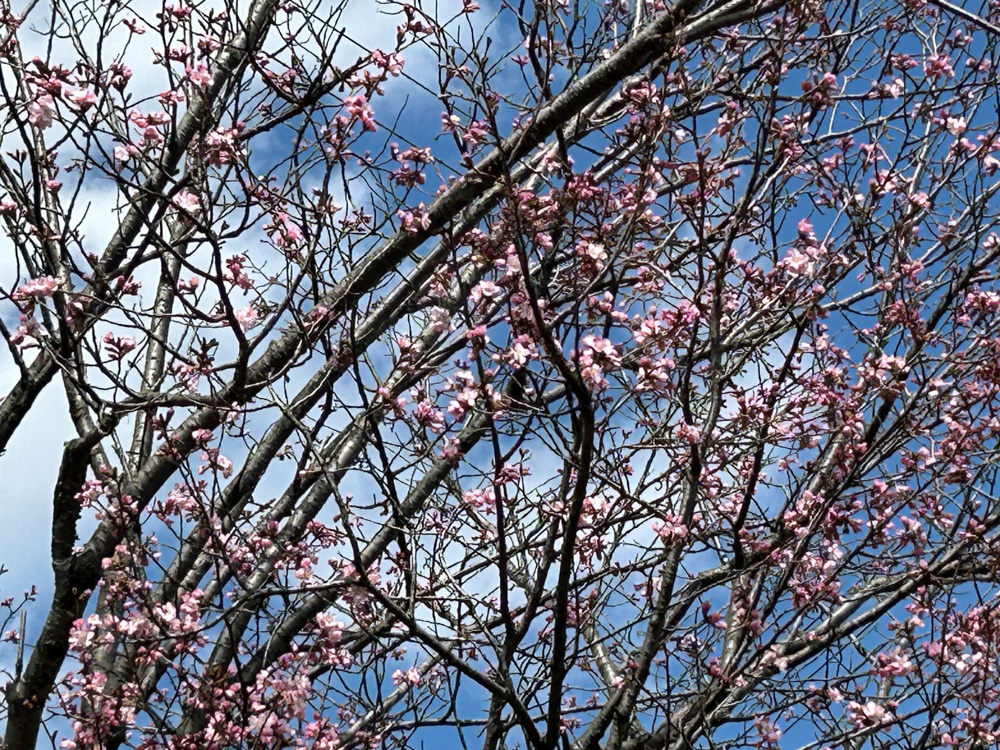 花巻市も桜が咲き始めましたの画像
