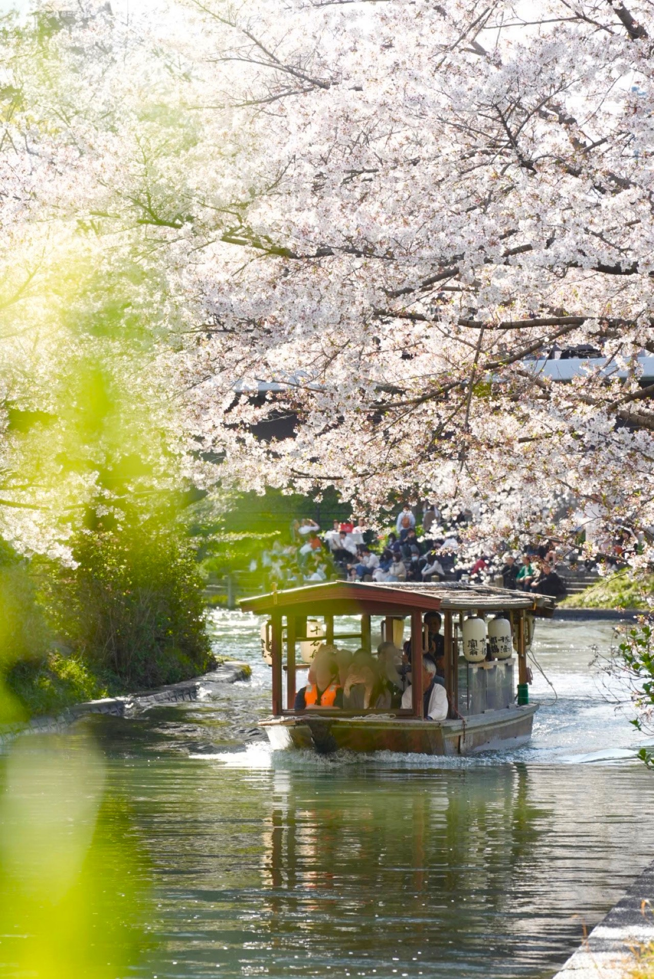 京阪の中書島駅付近でお花見の画像