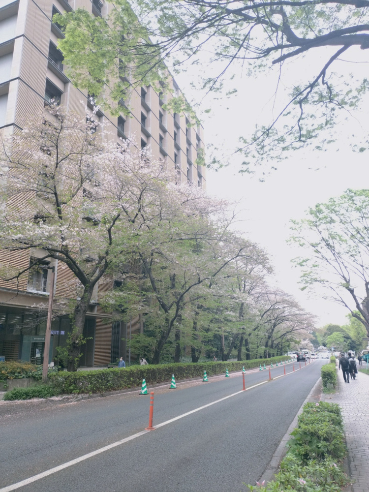 東京大学キャンパスの葉桜、本郷の春。の画像
