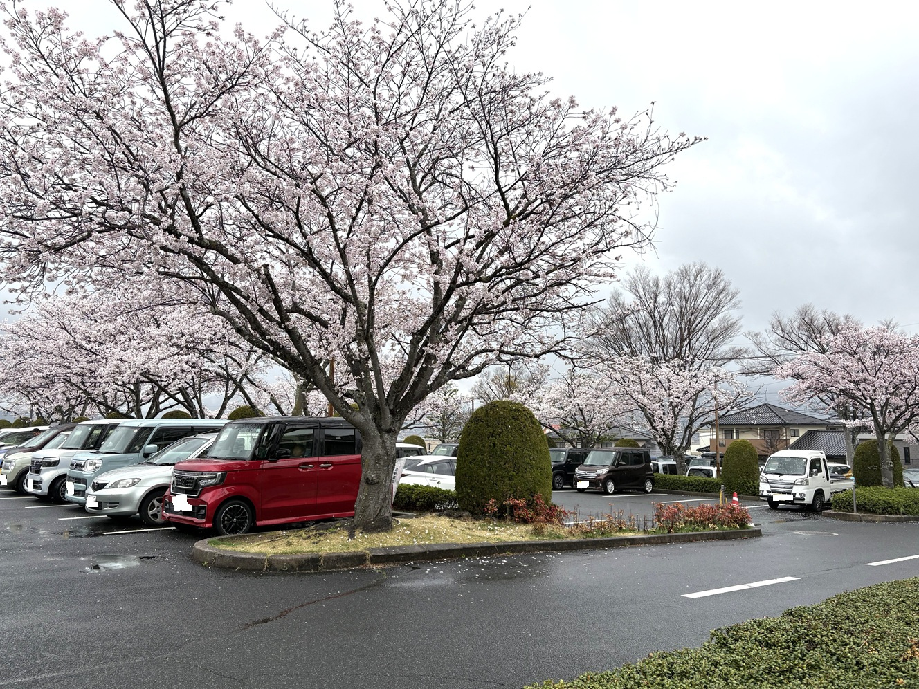 東広島市立中央図書館、雨の日の桜満開です。の画像