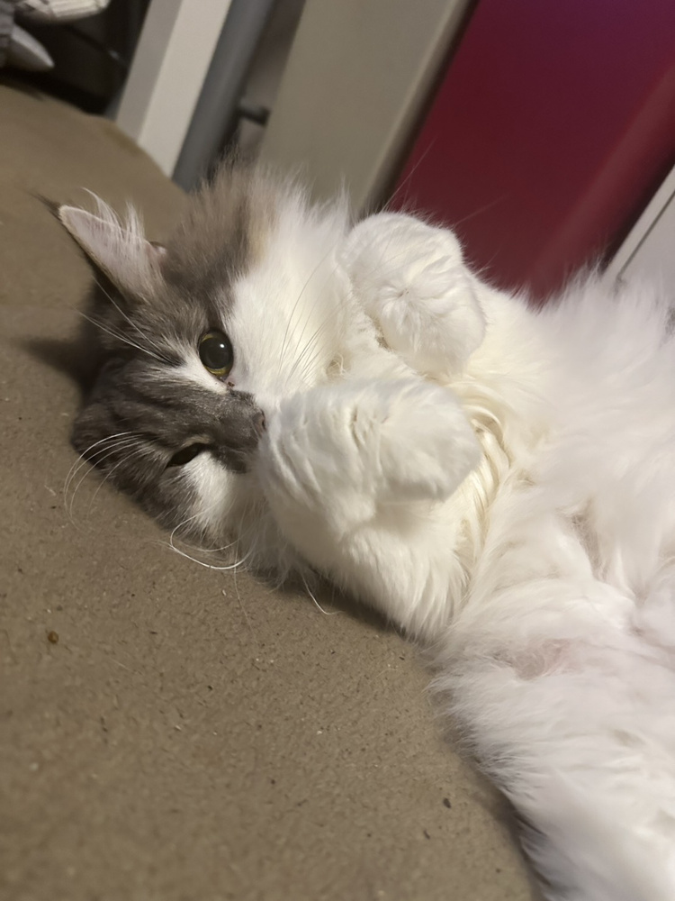 おくらさんの画像