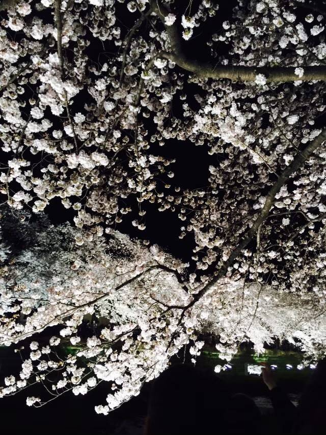 桜を見に行きました！の画像
