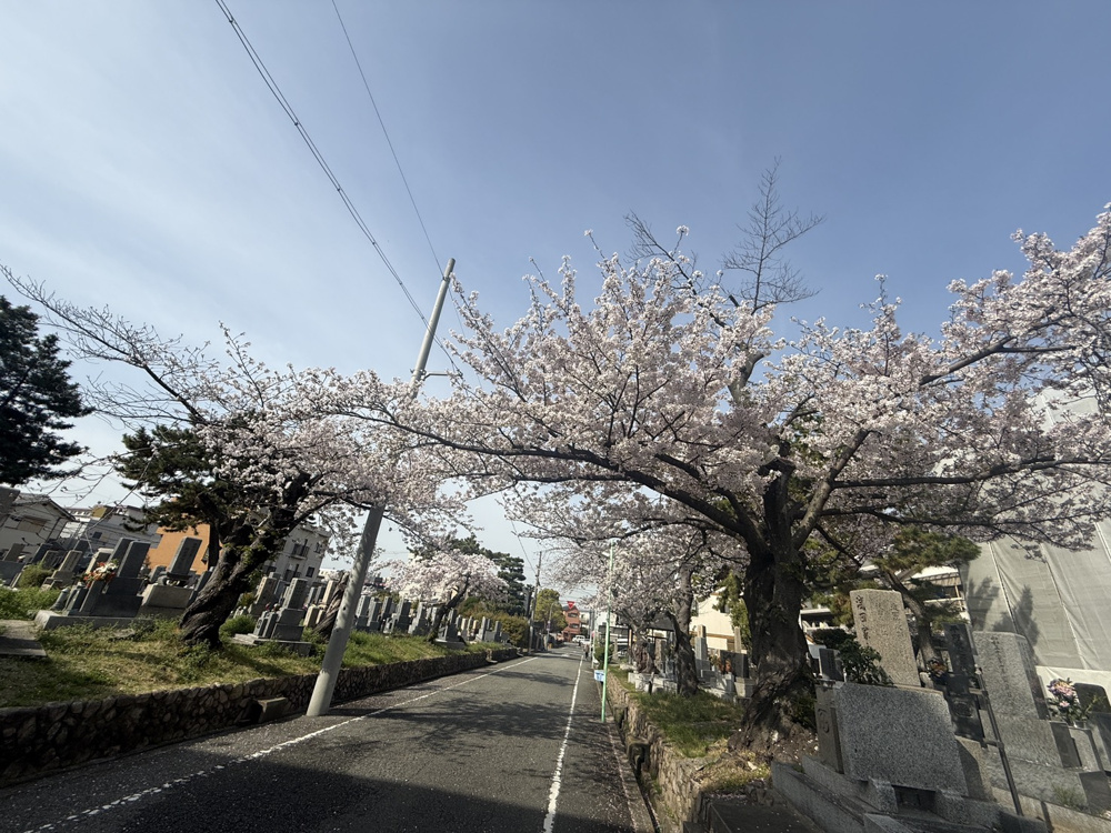 桜満開！忙しさも満開！！の画像