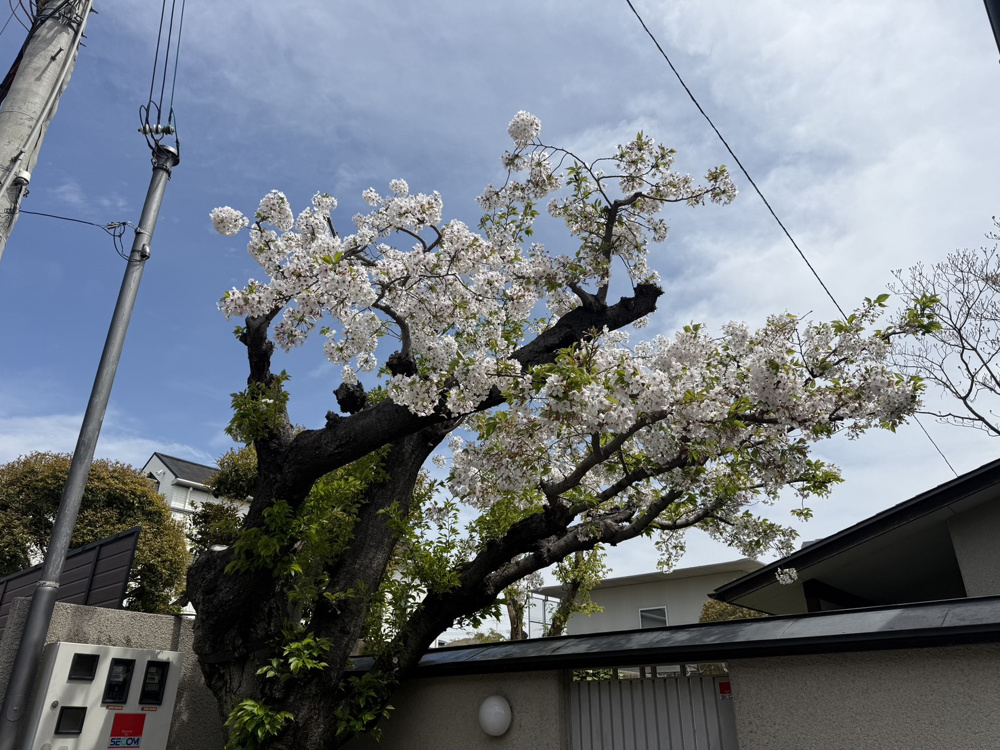 桜満開！の画像