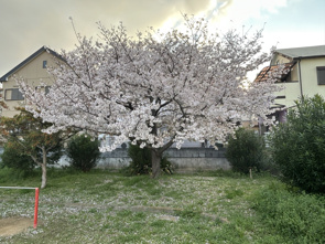 桜が満開です。の画像