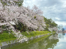 松山城の桜を見てきましたの画像