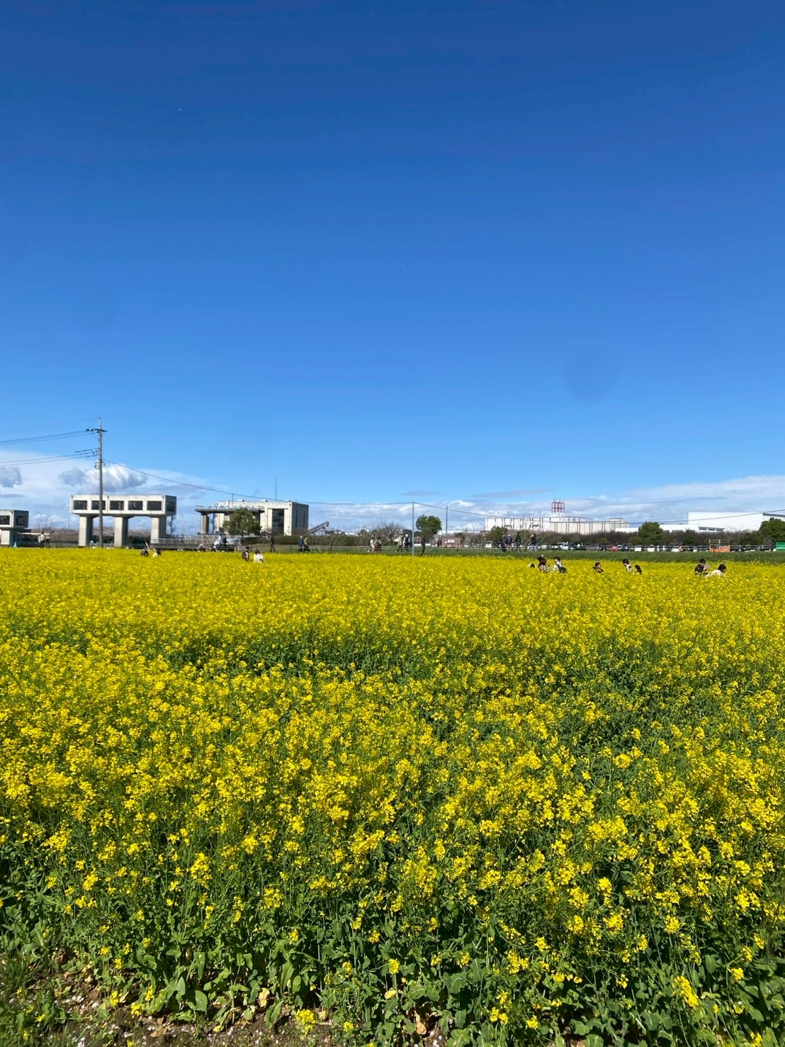 花粉の季節の画像