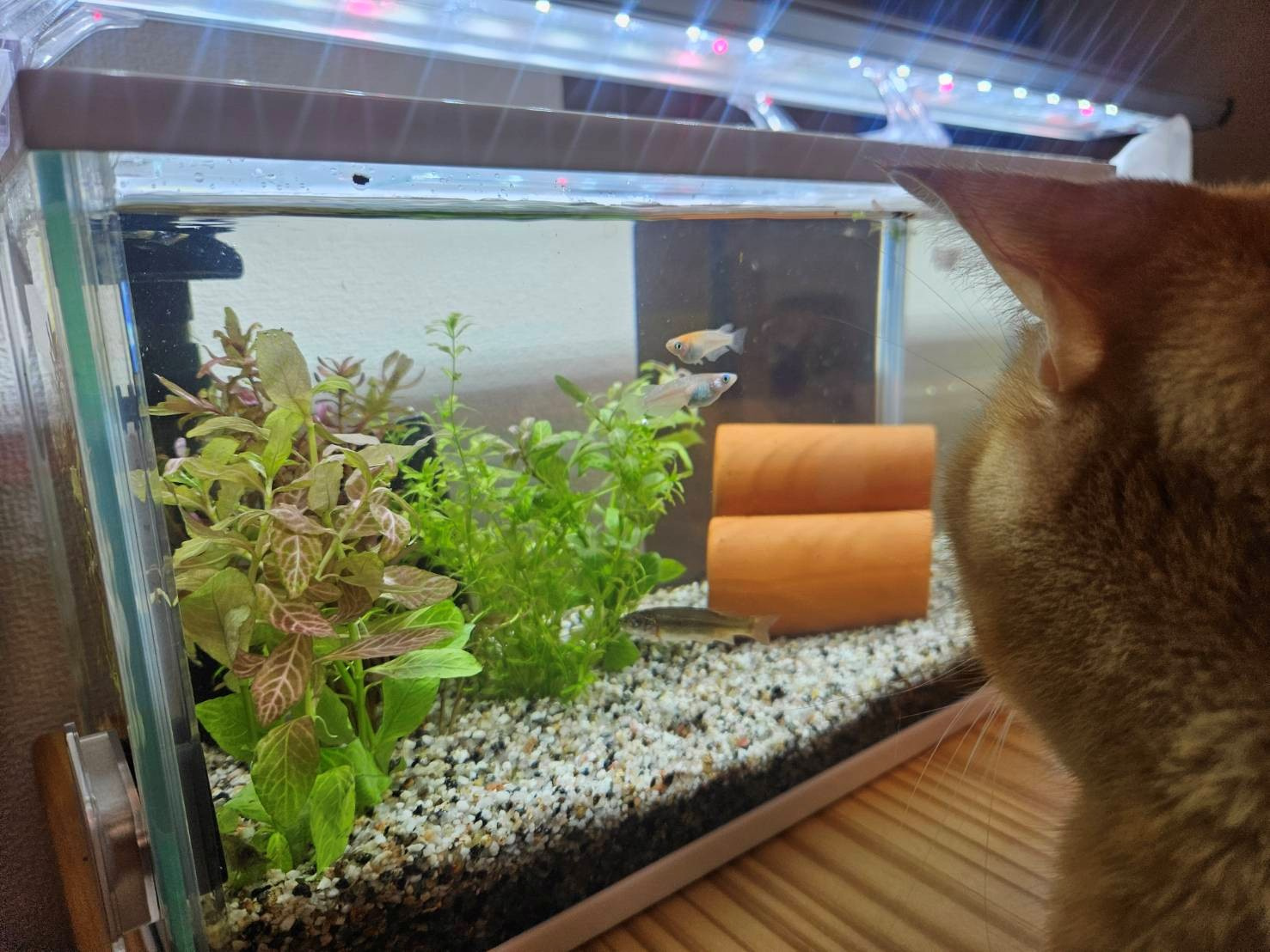 最近の趣味の画像