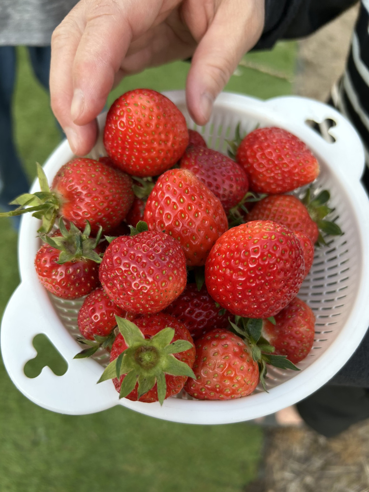 家庭菜園の画像