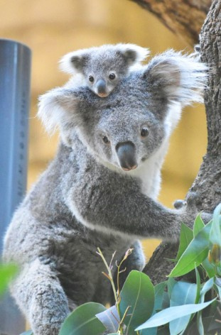 東山動物園の画像