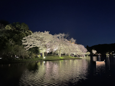 桜ライトアップ2026の画像