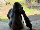 上野動物園の画像