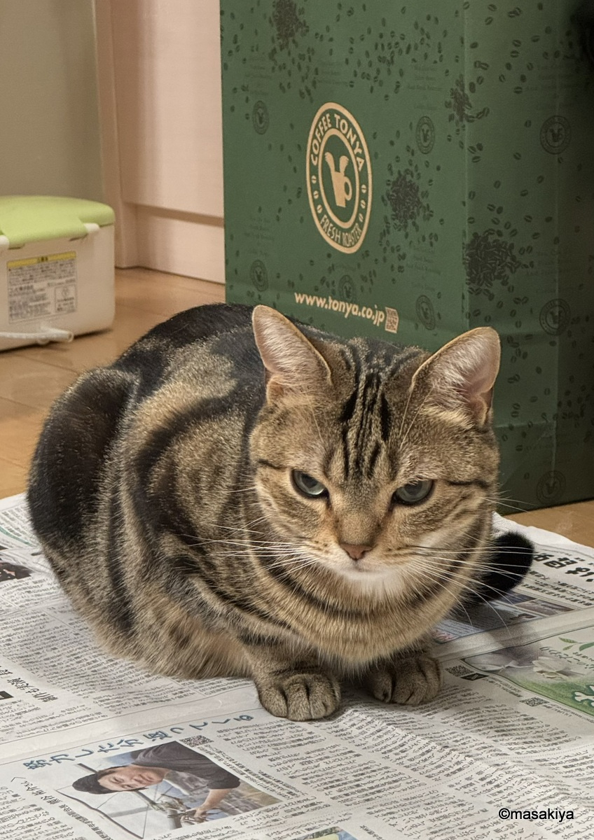 ネコの春の画像