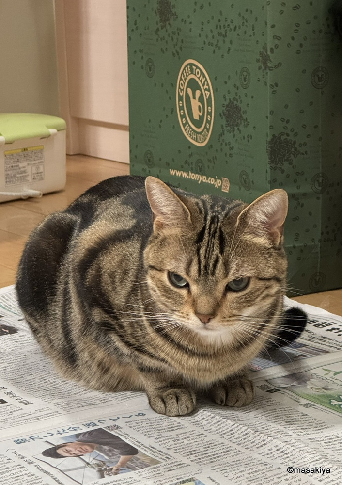 ネコの春の画像