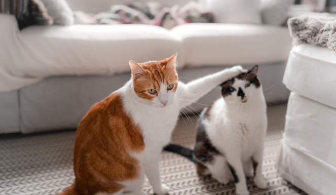 今日は何の日？の画像