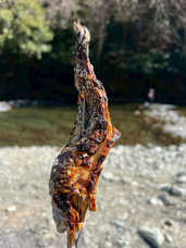 魚(*'ω'*)の画像