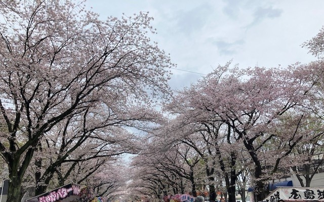 さくら祭りの画像