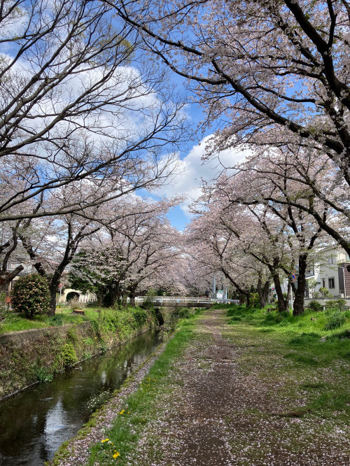 今年の桜！の画像