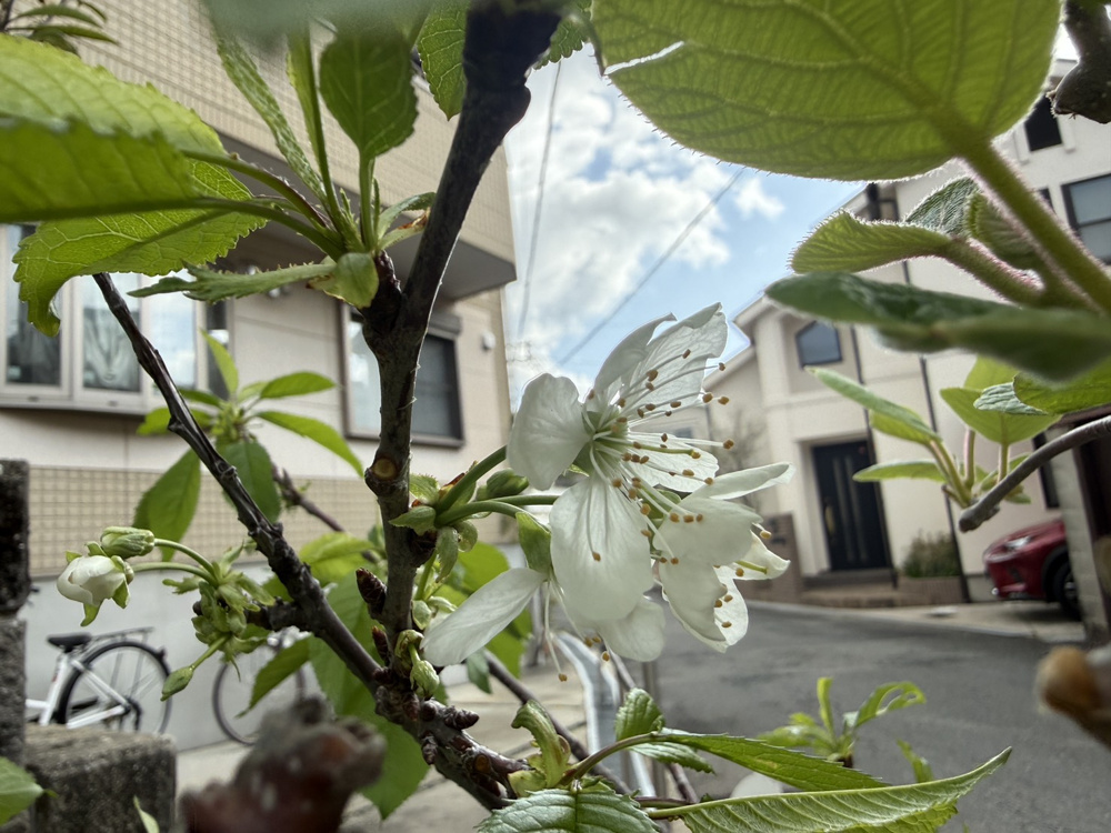 自宅のチェリー花が咲きました！の画像