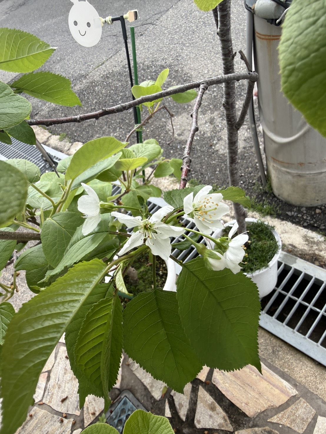 今日は晴れました!の画像