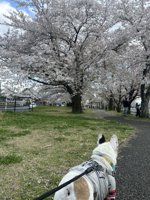 春の画像
