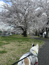 春の画像